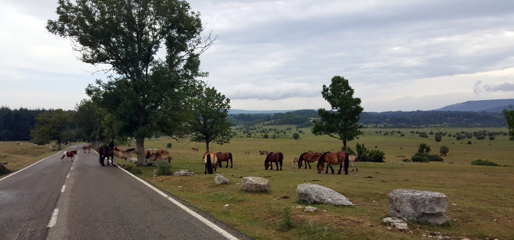 20150718_102654-1024x478 Sierra de Urbasa. Urederra y Bosque Encantado (I) Rutas   