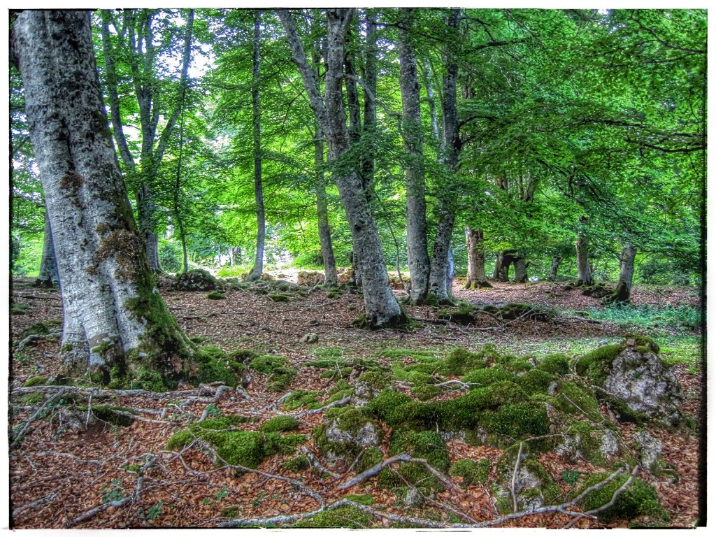 IMG_9046-1024x768 Sierra de Urbasa. Urederra y Bosque Encantado (I) Rutas   