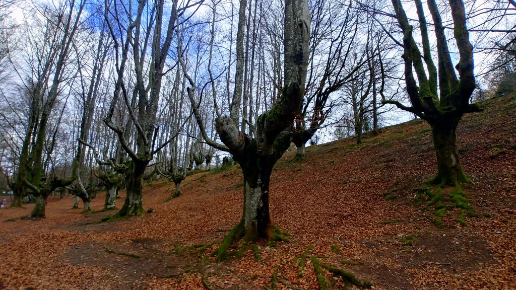 20181206_121709_HDR-1024x576 El Hayedo de Otzarreta Rutas   