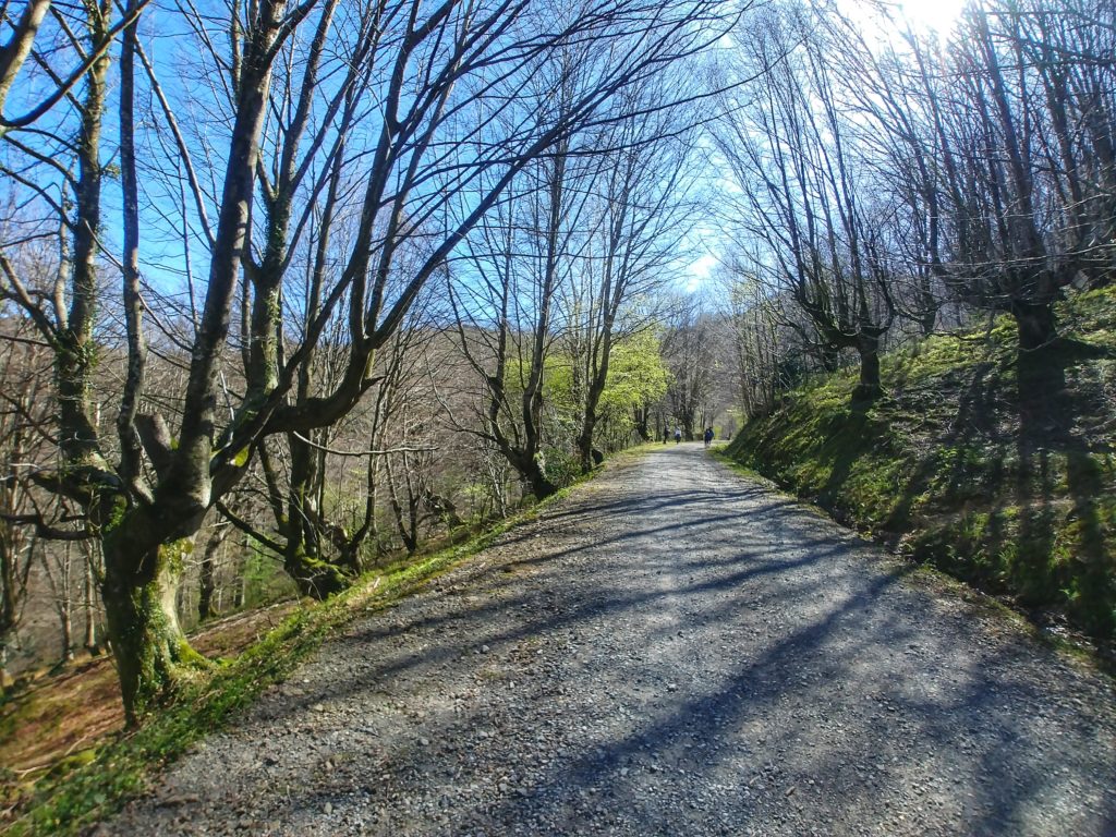 20210405_123202-01-1024x768 El hayedo de Balgerri, el más extenso de Bizkaia Rutas   