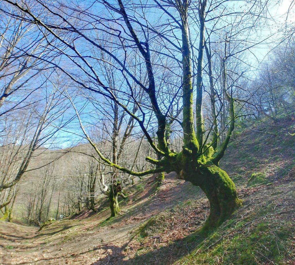 20210405_124956_HDR-01-1024x923 El hayedo de Balgerri, el más extenso de Bizkaia Rutas   